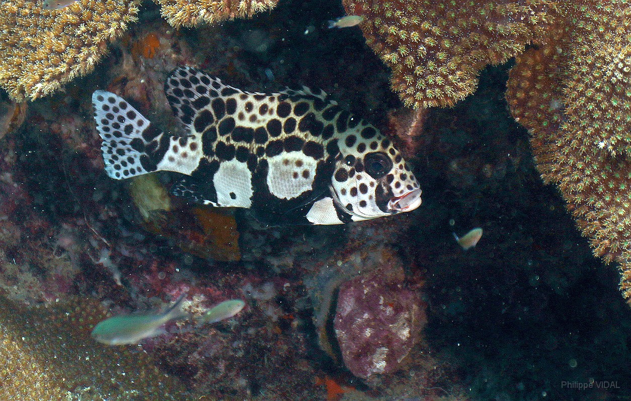 Thailand 2015 - Ko Tao - Gaterin tachete juvenil - Plactorhinchus picus _IMG_3572_rc.jpg